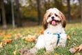 Cute Shih Tzu puppy in the park Royalty Free Stock Photo