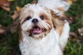 Cute Shih Tzu puppy in the park Royalty Free Stock Photo