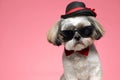 Cute shih tzu puppy wearing red bowtie and sunglasses Royalty Free Stock Photo