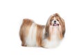6 year old Shih Tzu standing against white background Royalty Free Stock Photo