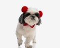 cute shih tzu wearing bowtie and halloween headband