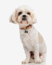 cute shih tzu wearing brown collar sitting