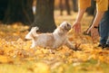 Cute shihtzu dog in nature. Dog in autumn leaves. Walking with a pet in the park Royalty Free Stock Photo