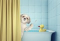 Cute shitzu in the bath Royalty Free Stock Photo