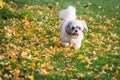 Cute shitzu dog on autumn leaves.