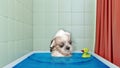 Cute shitzu dog in the bath with duck toy Royalty Free Stock Photo