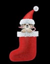 Cute shitzu dog with christmas candy in stocking. Isolated on black Royalty Free Stock Photo