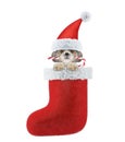 Cute shitzu dog with christmas candy in stocking. Isolated on white Royalty Free Stock Photo