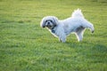 Cute shitzu dog peeing on the grass.