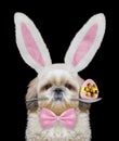 Cute shitzu dog with rabbit ears and easter egg. Isolated on black Royalty Free Stock Photo