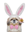 Cute shitzu dog with rabbit ears and easter egg. Isolated on white Royalty Free Stock Photo