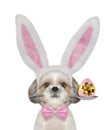 Cute shitzu dog with rabbit ears and easter egg. Isolated on white Royalty Free Stock Photo