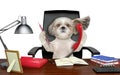 Cute shitzu dog sitting on leather chair with telephone and pencil. Isolated on white Royalty Free Stock Photo