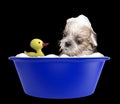 Cute shitzu dog taking a bubble bath with toy. Isolated on black Royalty Free Stock Photo