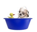 Cute shitzu dog taking a bubble bath with toy. Isolated on white Royalty Free Stock Photo