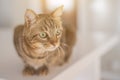 Cute short hair cat looking curious and snooping at home