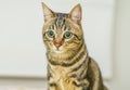 Cute short hair cat looking curious and snooping at home