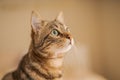 Cute short hair cat looking curious and snooping at home