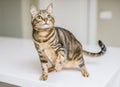 Cute short hair cat looking curious and snooping at home