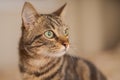 Cute short hair cat looking curious and snooping at home