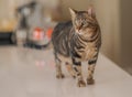 Cute short hair cat looking curious and snooping at home