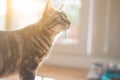 Cute short hair cat looking curious and snooping at home