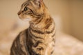 Cute short hair cat looking curious and snooping at home