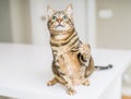 Cute short hair cat looking curious and snooping at home