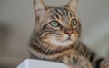 Cute short hair cat looking curious and snooping at home