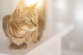 Cute short hair cat looking curious and snooping at home