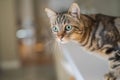 Cute short hair cat looking curious and snooping at home