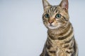 Cute short hair cat looking curious and snooping at home