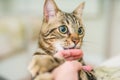 Cute short hair cat looking curious and snooping at home