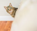 Cute short hair cat looking curious and snooping at home playing hide and seek