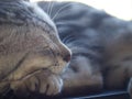 Cute short hair young AMERICAN SHORT HAIR breed kitty grey and black stripes home cat relaxing in bedroom sleepy face closeup sele Royalty Free Stock Photo