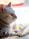 Cute short hair young AMERICAN SHORT HAIR breed kitty grey and black stripes home cat relaxing in bedroom sleepy face closeup sele Royalty Free Stock Photo