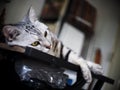 Cute short hair young AMERICAN SHORT HAIR breed kitty grey and black stripes home cat relaxing on table top Royalty Free Stock Photo