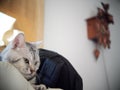 Cute short hair young AMERICAN SHORT HAIR kitty grey and black stripes home cat resting in a bedroom on a white pillow with Royalty Free Stock Photo