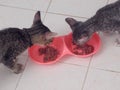 Cute short hair young asian kitten cats eat food in bowl Royalty Free Stock Photo