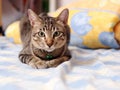 Cute short hair young asian kitten grey and black stripes