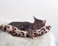 Cute short hair young asian kitten grey and black stripes home cat relaxing lazy on a leopard pattern pillow