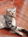 Cute short hair young asian kitten grey and black stripes