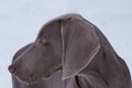 Cute short-haired weimaraner vorstehhund close up. Pet animals Royalty Free Stock Photo
