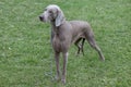 Cute short-haired weimaraner vorstehhund is standing in the green grass. Pet animals.