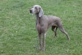 Cute short-haired weimaraner vorstehhund is standing on a green meadow. Pet animals. Royalty Free Stock Photo