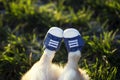 Cute short legged dog shod in sporty blue sneakers lies and stretched out on the green grass on a Sunny spring day