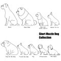 Short muzzle dog collection