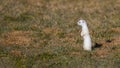Cute short-tailed weasel animal standing on grass field on a sunny day