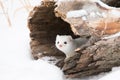 Cute short tailed weasel in snow