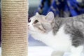 The Cute short white and gray tiger pattern on hair plays rope toy pole Royalty Free Stock Photo